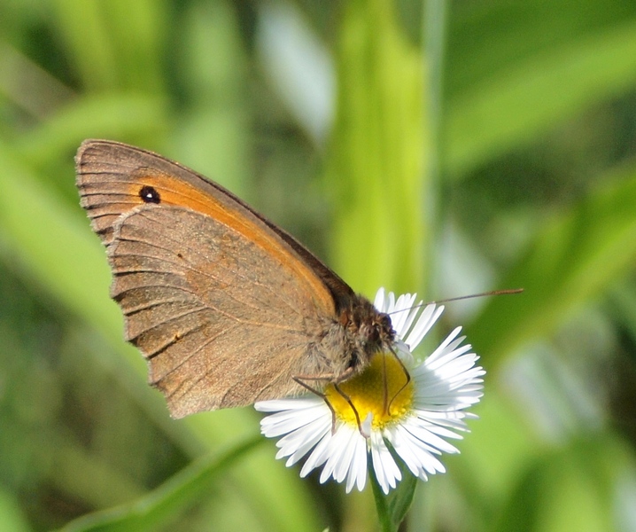 Coenonympha